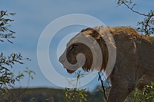 Portrait photo of a young lion in South Africa.